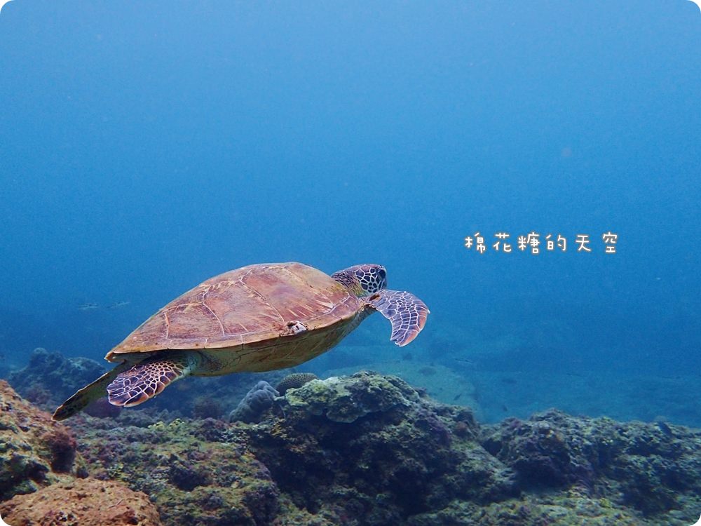 You don’t know the windsurfing and local food at Donggong/ Little Liuqiu. Dapeng Bay E-Travel Tour Package Website