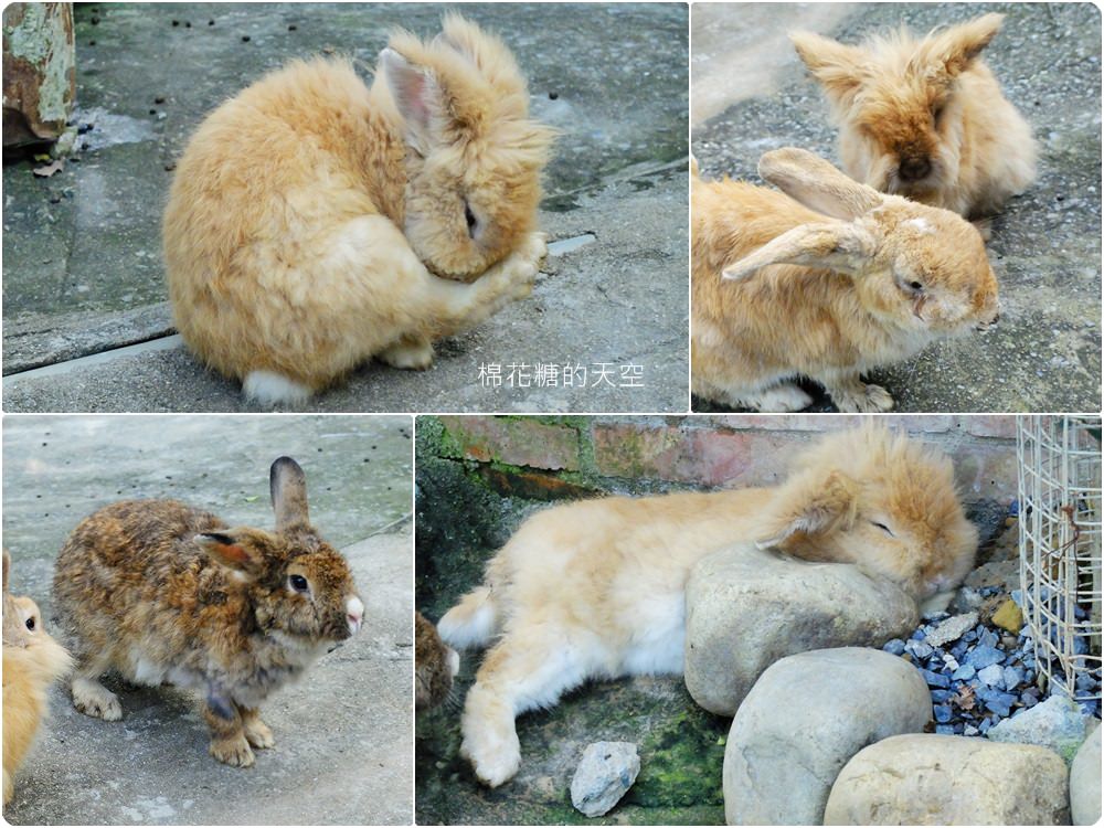 不只美景、好料理新北桃樂絲森林餐廳還有療癒人心可愛動物開趴踢，親子友善、寵物友善
