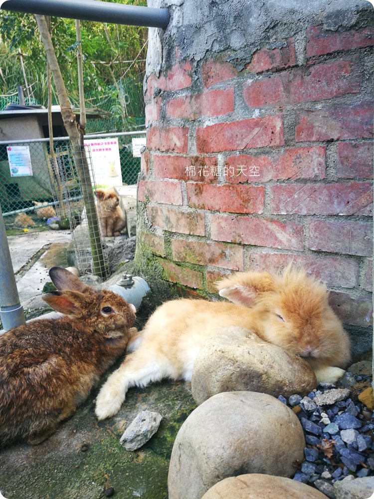 不只美景、好料理新北桃樂絲森林餐廳還有療癒人心可愛動物開趴踢，親子友善、寵物友善