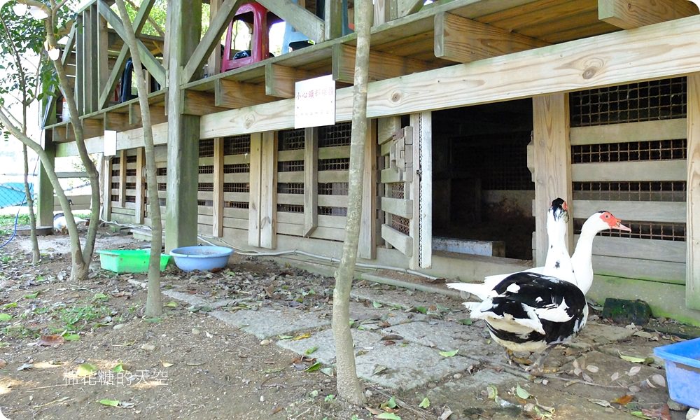 不只美景、好料理新北桃樂絲森林餐廳還有療癒人心可愛動物開趴踢，親子友善、寵物友善