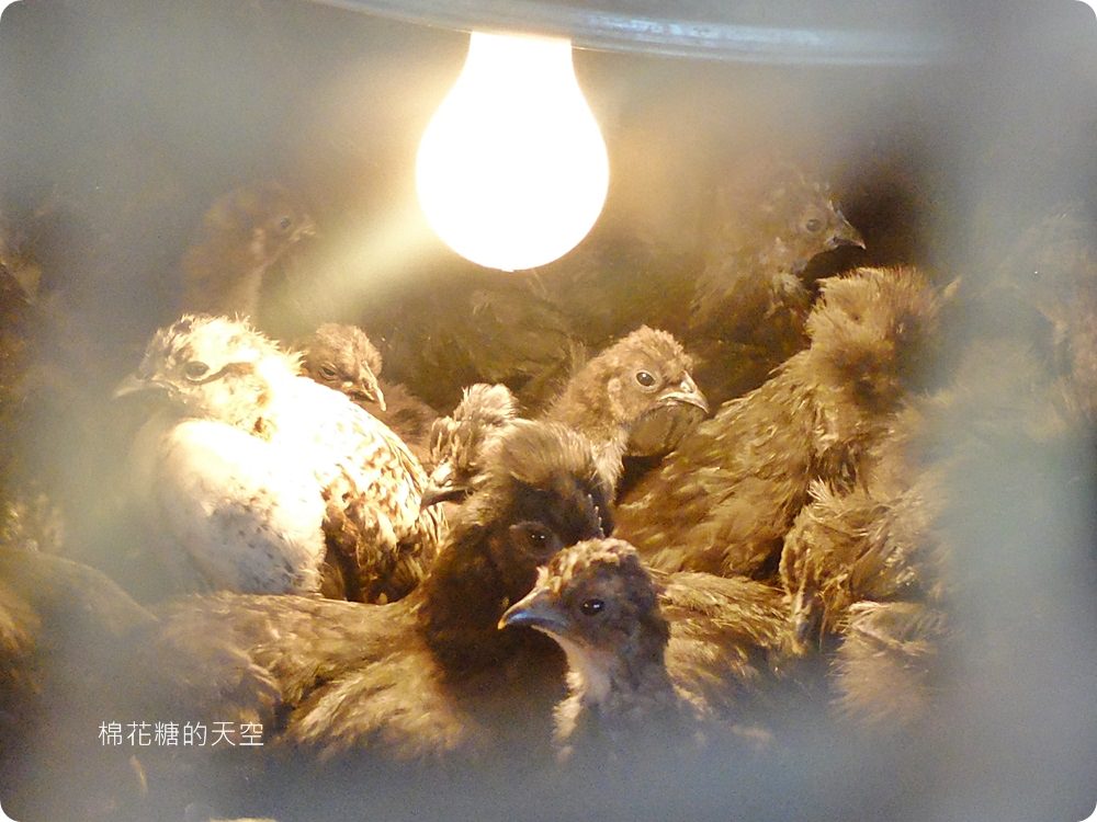 不只美景、好料理新北桃樂絲森林餐廳還有療癒人心可愛動物開趴踢，親子友善、寵物友善