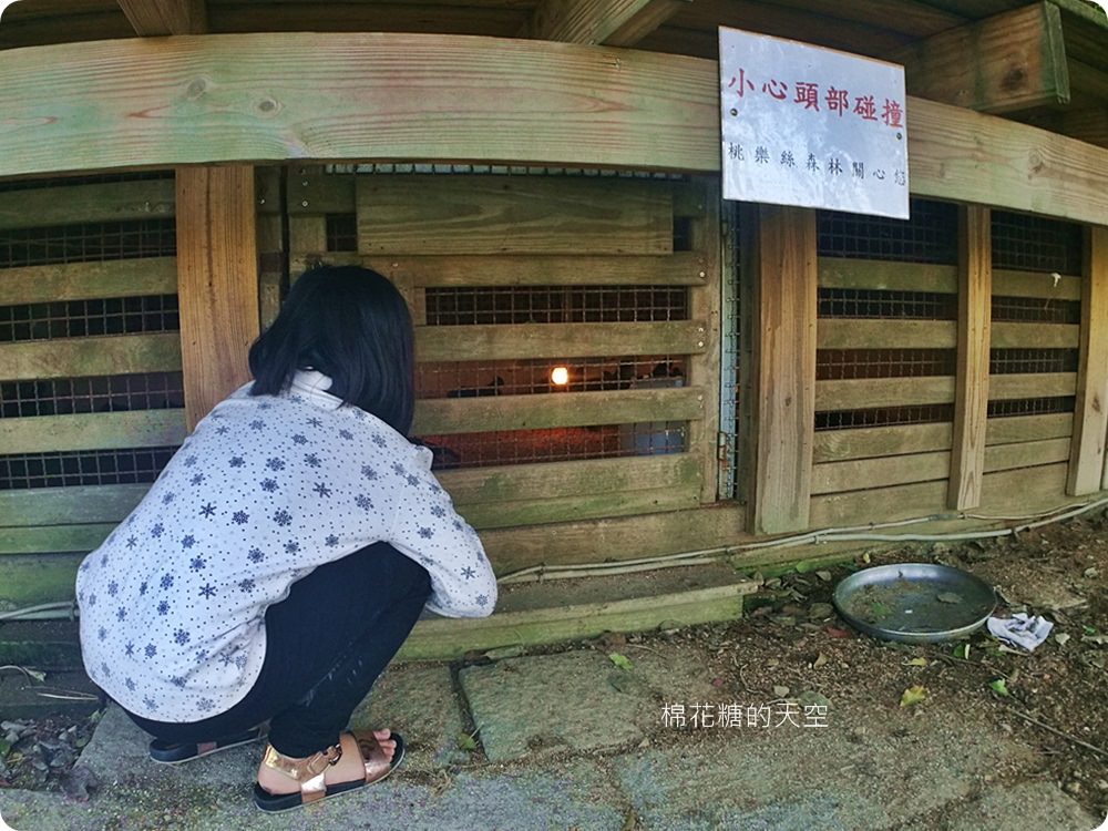 不只美景、好料理新北桃樂絲森林餐廳還有療癒人心可愛動物開趴踢，親子友善、寵物友善