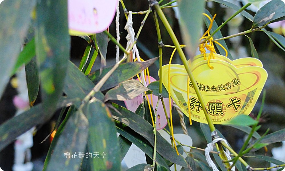 不只美景、好料理新北桃樂絲森林餐廳還有療癒人心可愛動物開趴踢，親子友善、寵物友善