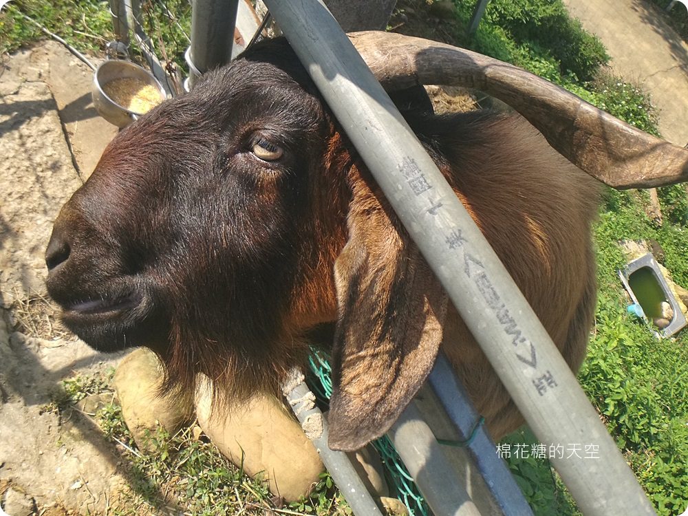 不只美景、好料理新北桃樂絲森林餐廳還有療癒人心可愛動物開趴踢，親子友善、寵物友善