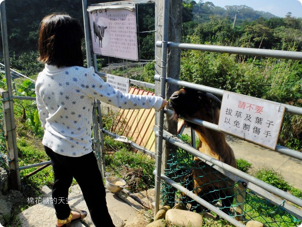 不只美景、好料理新北桃樂絲森林餐廳還有療癒人心可愛動物開趴踢，親子友善、寵物友善
