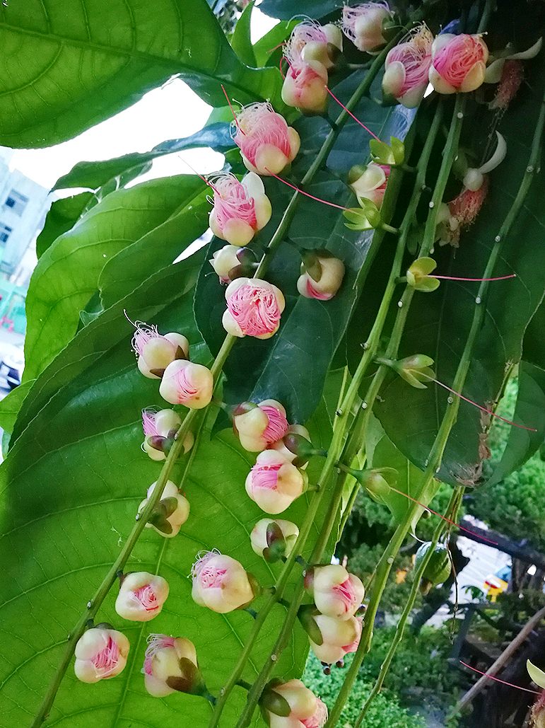樹上放煙火啦！超仙穗花棋盤腳很神秘，晚上開花天一亮就掉光光……