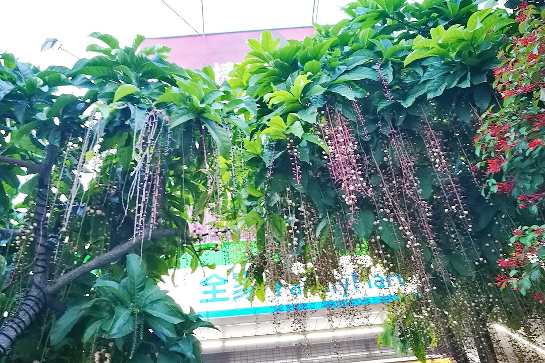 樹上放煙火啦！超仙穗花棋盤腳很神秘，晚上開花天一亮就掉光光……