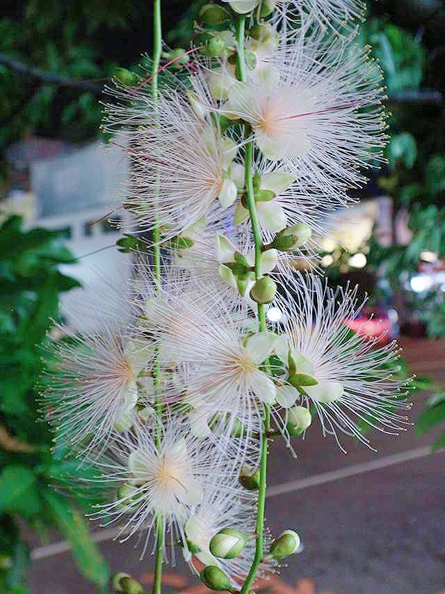 樹上放煙火啦！超仙穗花棋盤腳很神秘，晚上開花天一亮就掉光光……