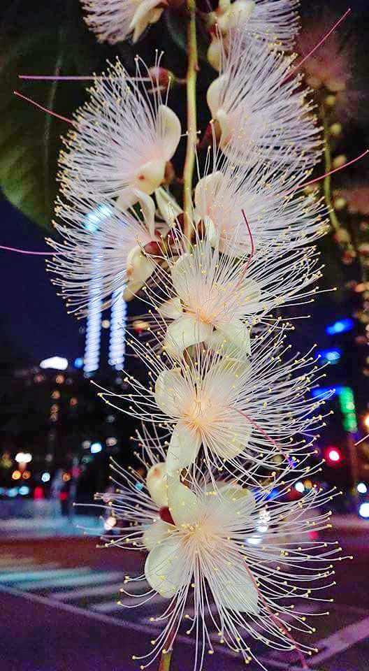 樹上放煙火啦！超仙穗花棋盤腳很神秘，晚上開花天一亮就掉光光……