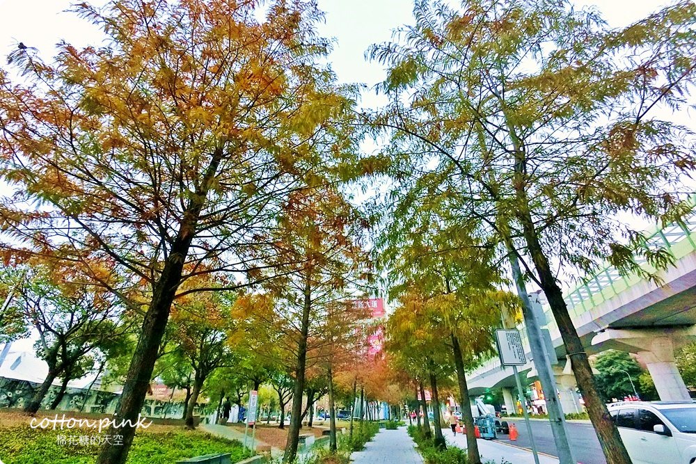 台中旅遊推薦|市區就有浪漫落羽松，免上山免出國就在台中燈會旁