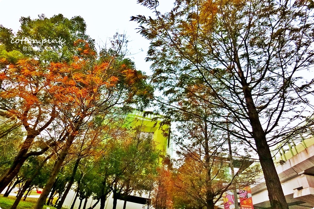台中旅遊推薦|市區就有浪漫落羽松，免上山免出國就在台中燈會旁