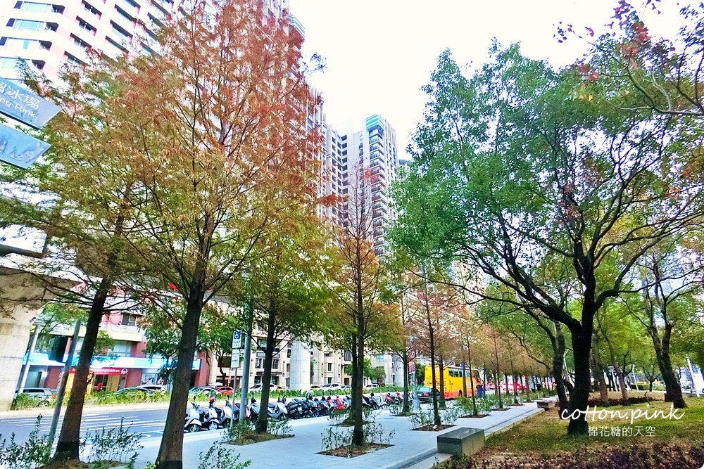 台中旅遊推薦|市區就有浪漫落羽松，免上山免出國就在台中燈會旁