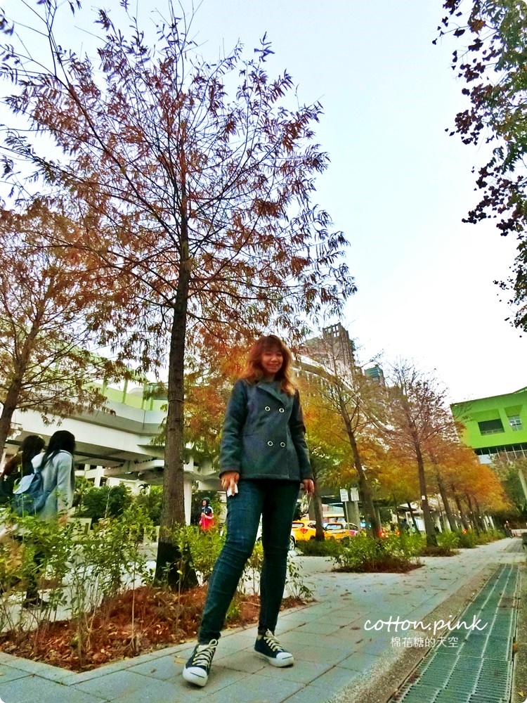 台中旅遊推薦|市區就有浪漫落羽松，免上山免出國就在台中燈會旁