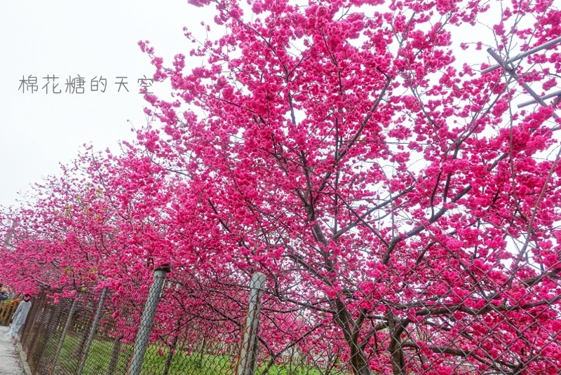 台中櫻花大開了！新社櫻花私房景點不藏私公開啦！