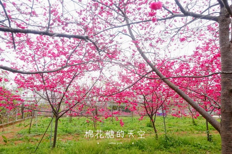 台中櫻花大開了！新社櫻花私房景點不藏私公開啦！