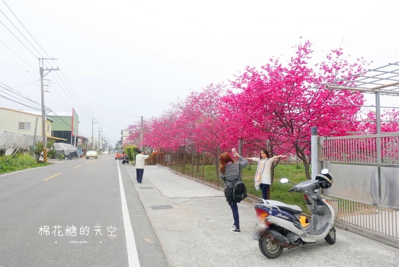 台中櫻花大開了！新社櫻花私房景點不藏私公開啦！