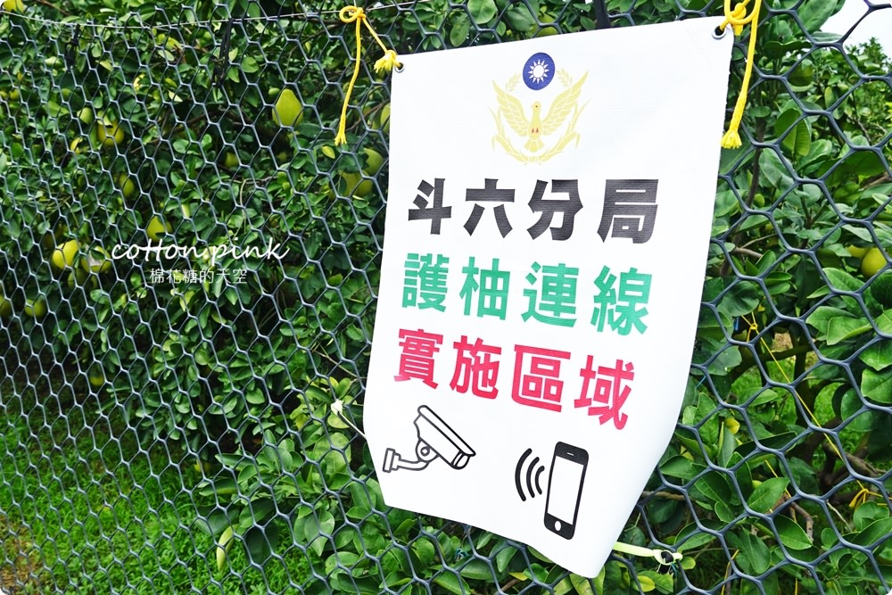 斗六文旦翻紅盤～好吃程度不輸台南！推薦首選俊卿老欉文旦又甜又細又多汁！