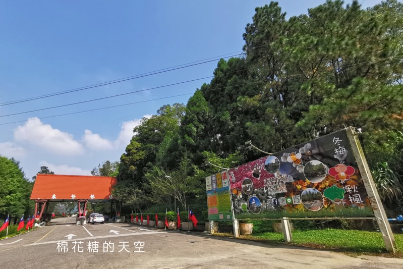 台中東勢林場不只可以賞櫻、看螢火蟲還可以泡溫泉喔！一站滿足三種需求