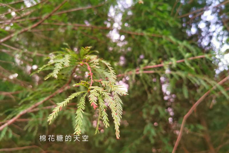 台中新社東勢石岡兩日遊～美食景點超級懶人包一次收錄超充實