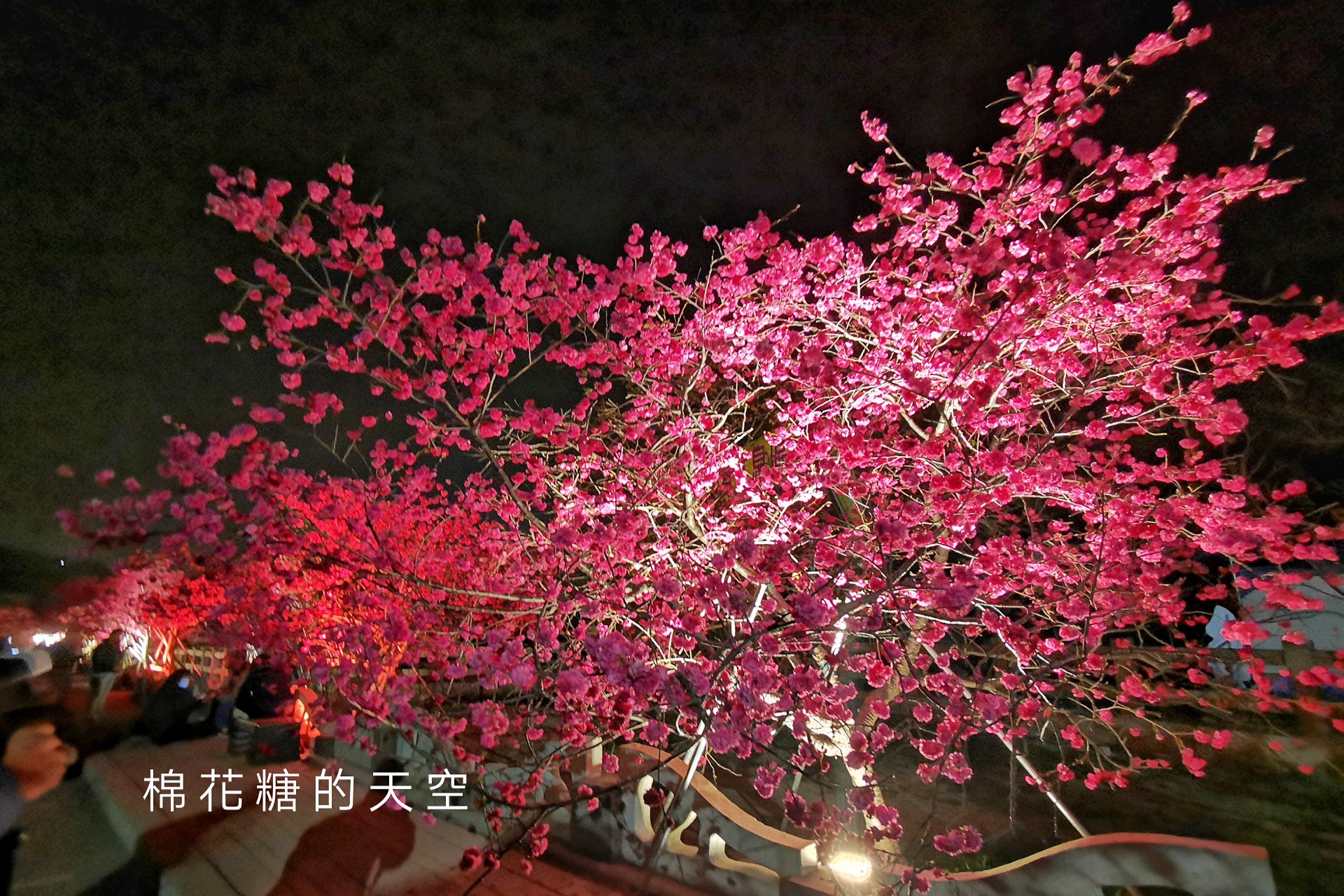 台中櫻花這裡不能錯過！泰安派出所夜櫻更美更浪漫～滿開中