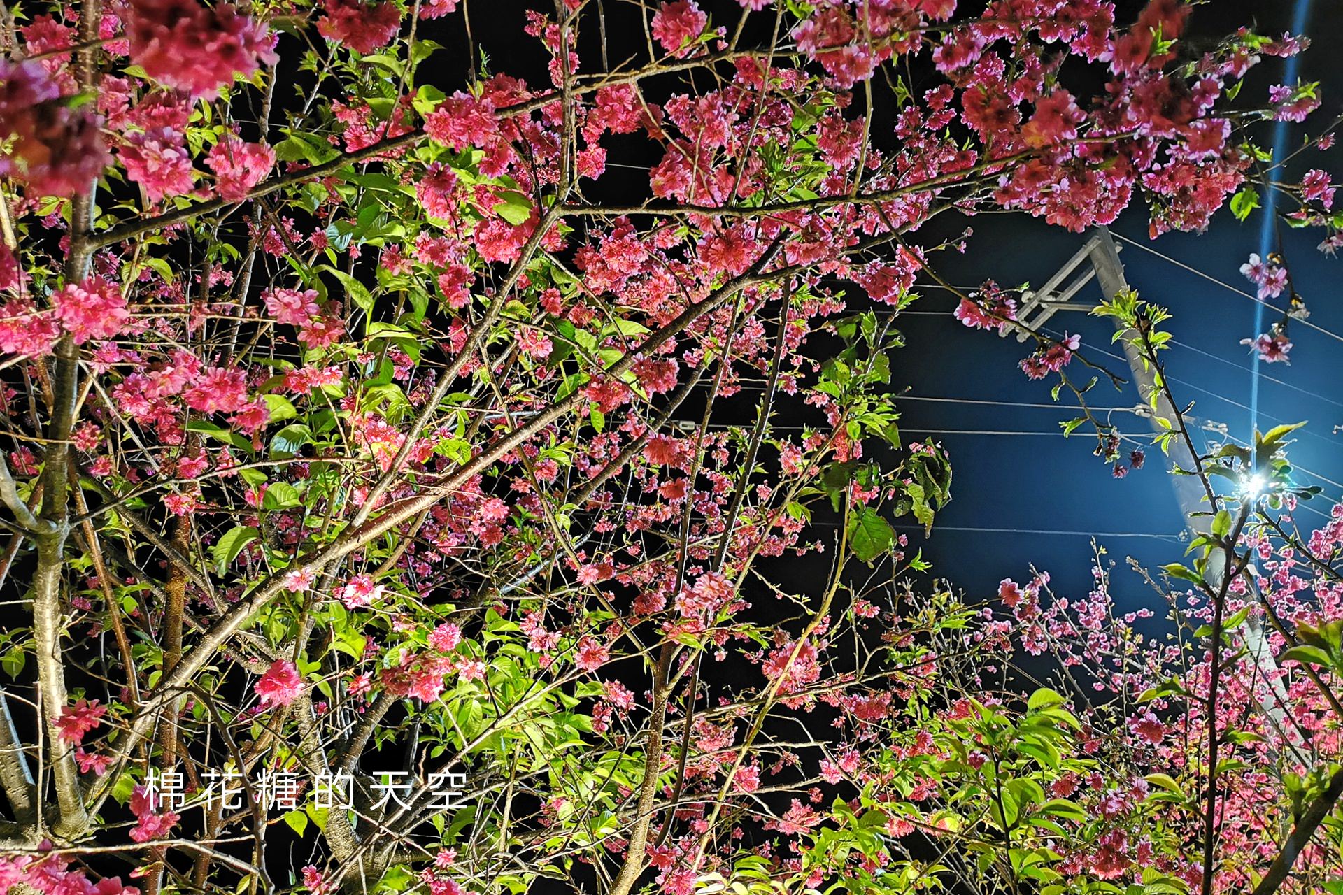 台中櫻花這裡不能錯過！泰安派出所夜櫻更美更浪漫～滿開中