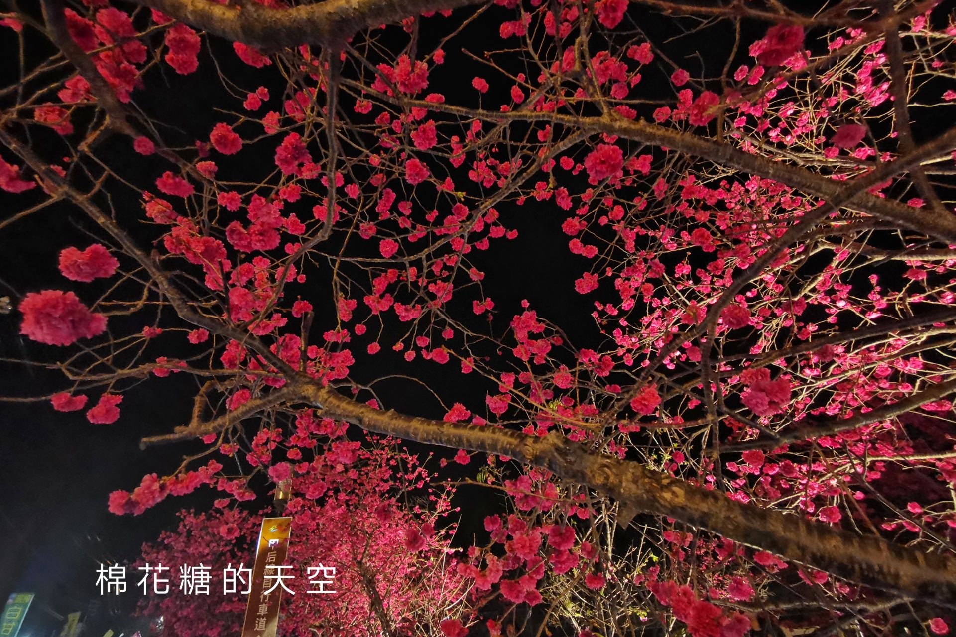 台中櫻花這裡不能錯過！泰安派出所夜櫻更美更浪漫～滿開中