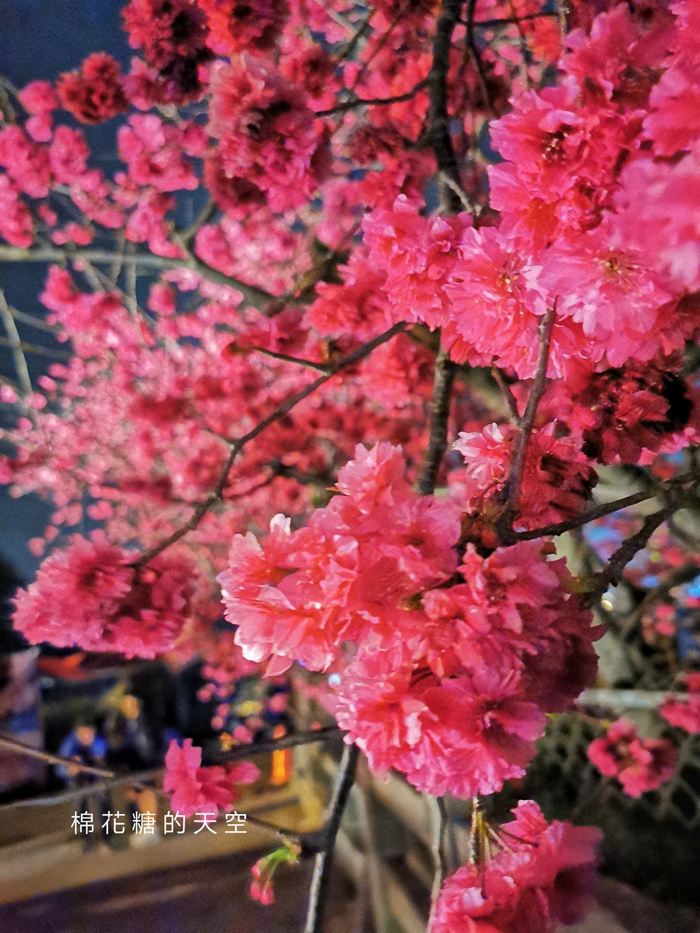 台中櫻花這裡不能錯過！泰安派出所夜櫻更美更浪漫～滿開中