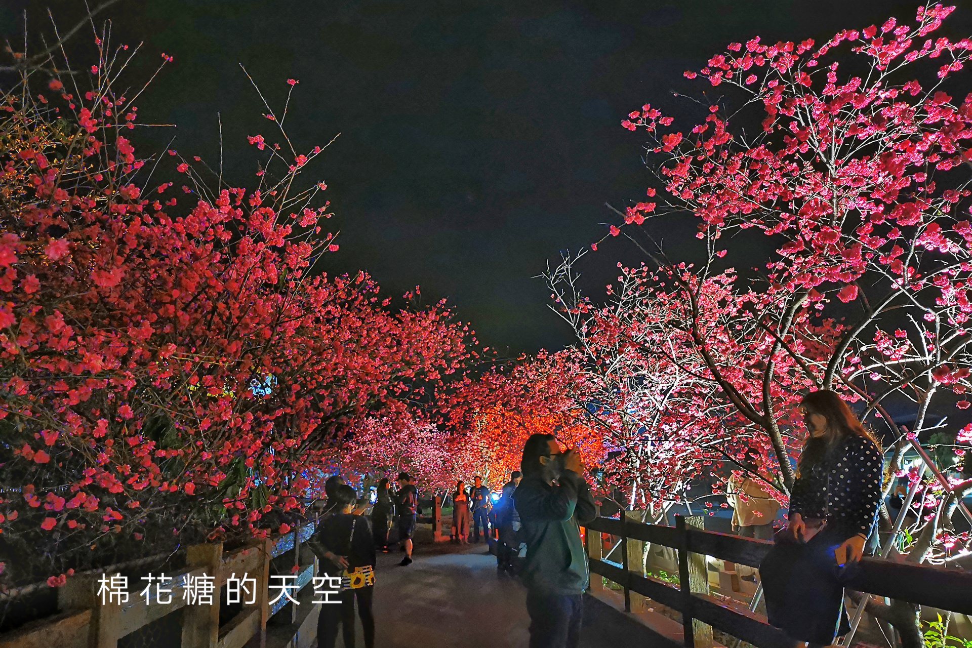 台中櫻花這裡不能錯過！泰安派出所夜櫻更美更浪漫～滿開中