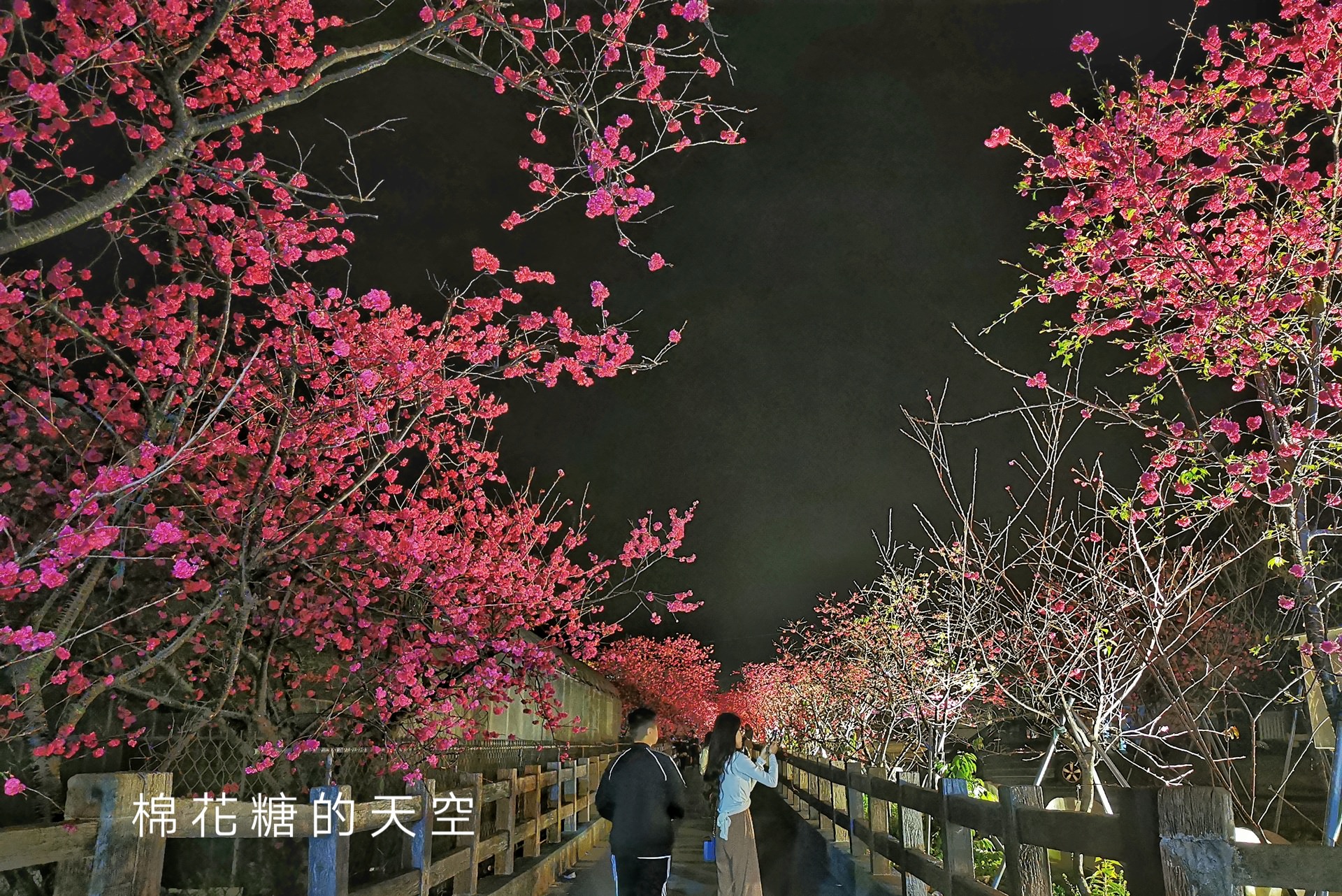 台中櫻花這裡不能錯過！泰安派出所夜櫻更美更浪漫～滿開中