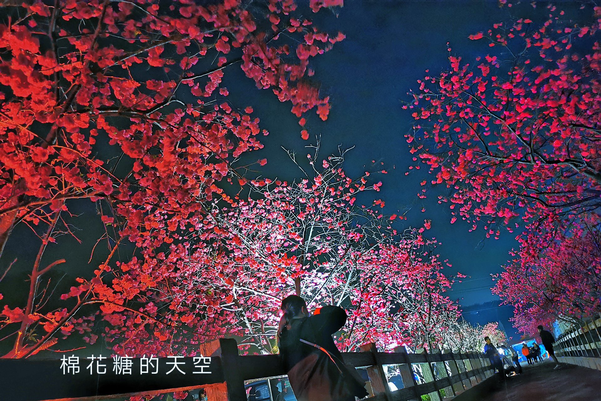 台中櫻花這裡不能錯過！泰安派出所夜櫻更美更浪漫～滿開中