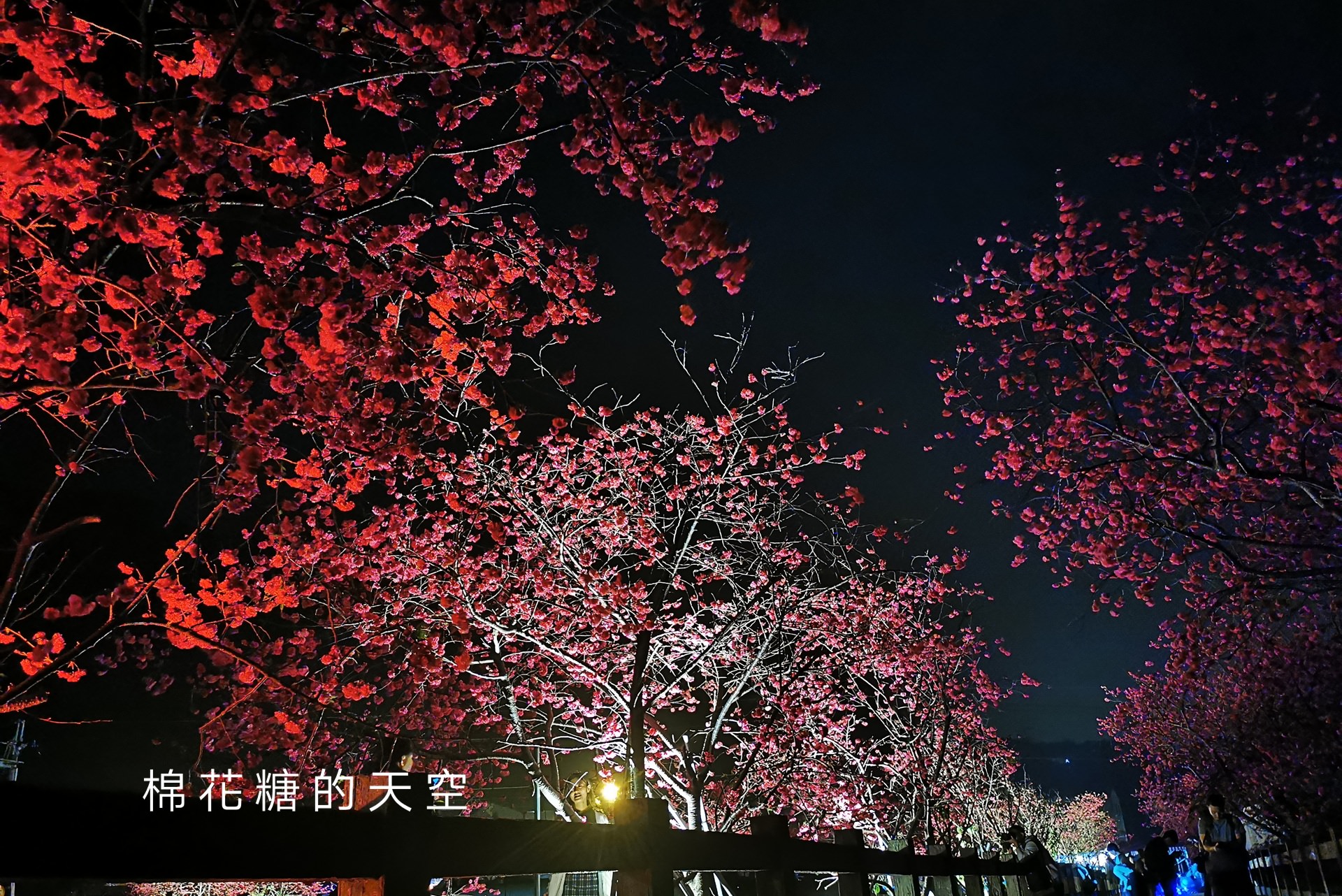台中櫻花這裡不能錯過！泰安派出所夜櫻更美更浪漫～滿開中