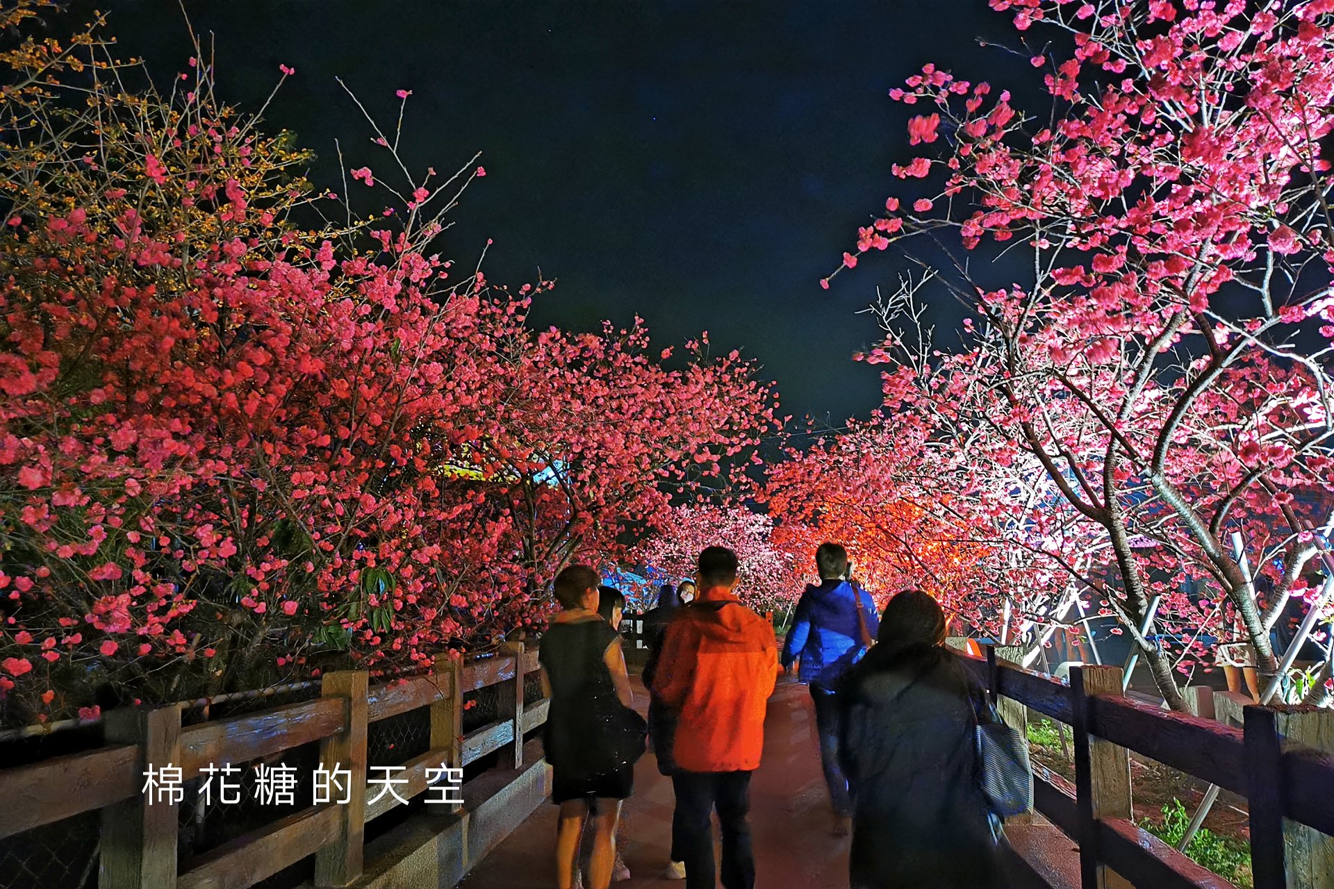 台中櫻花這裡不能錯過！泰安派出所夜櫻更美更浪漫～滿開中