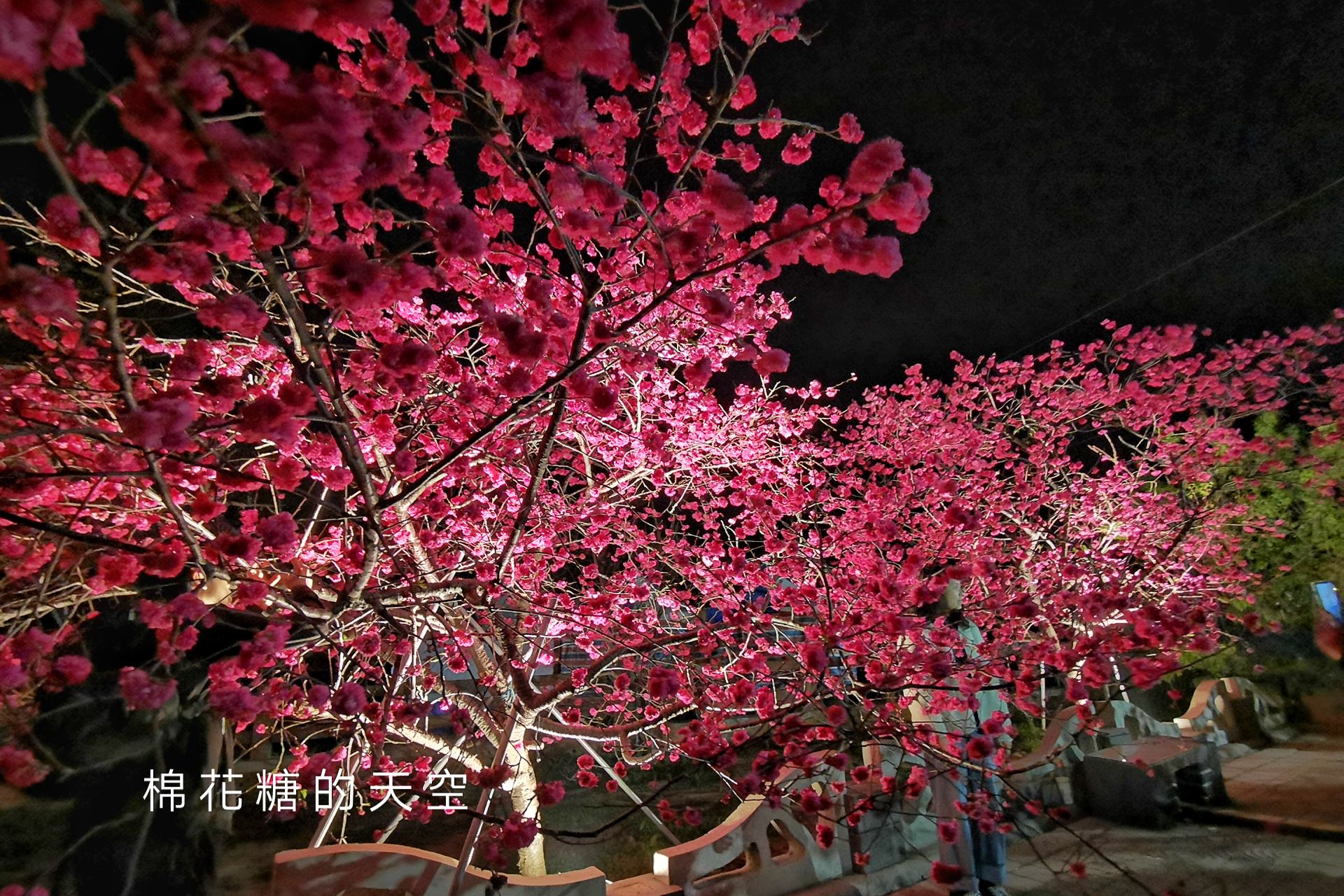 台中櫻花這裡不能錯過！泰安派出所夜櫻更美更浪漫～滿開中
