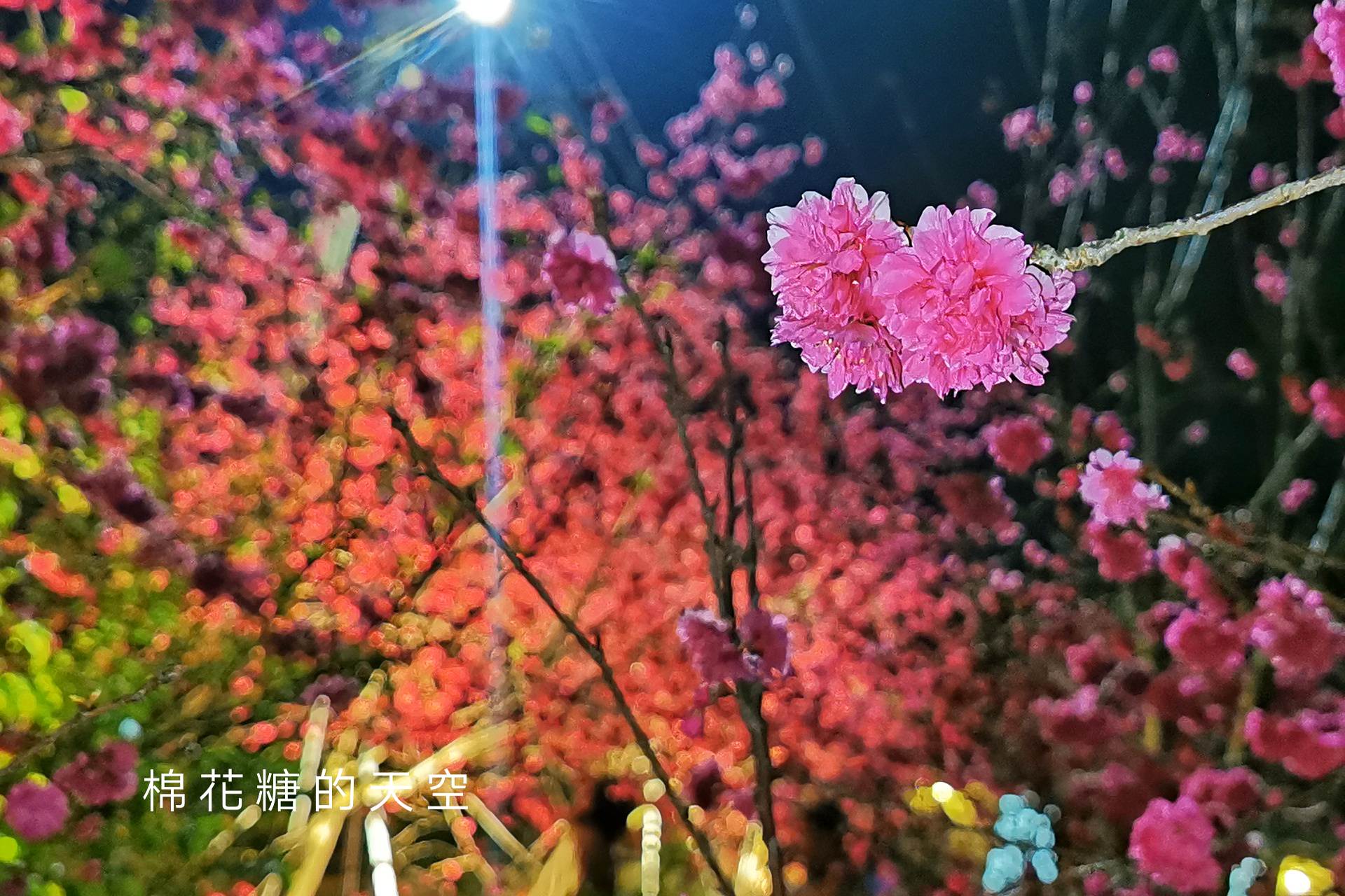 台中櫻花這裡不能錯過！泰安派出所夜櫻更美更浪漫～滿開中
