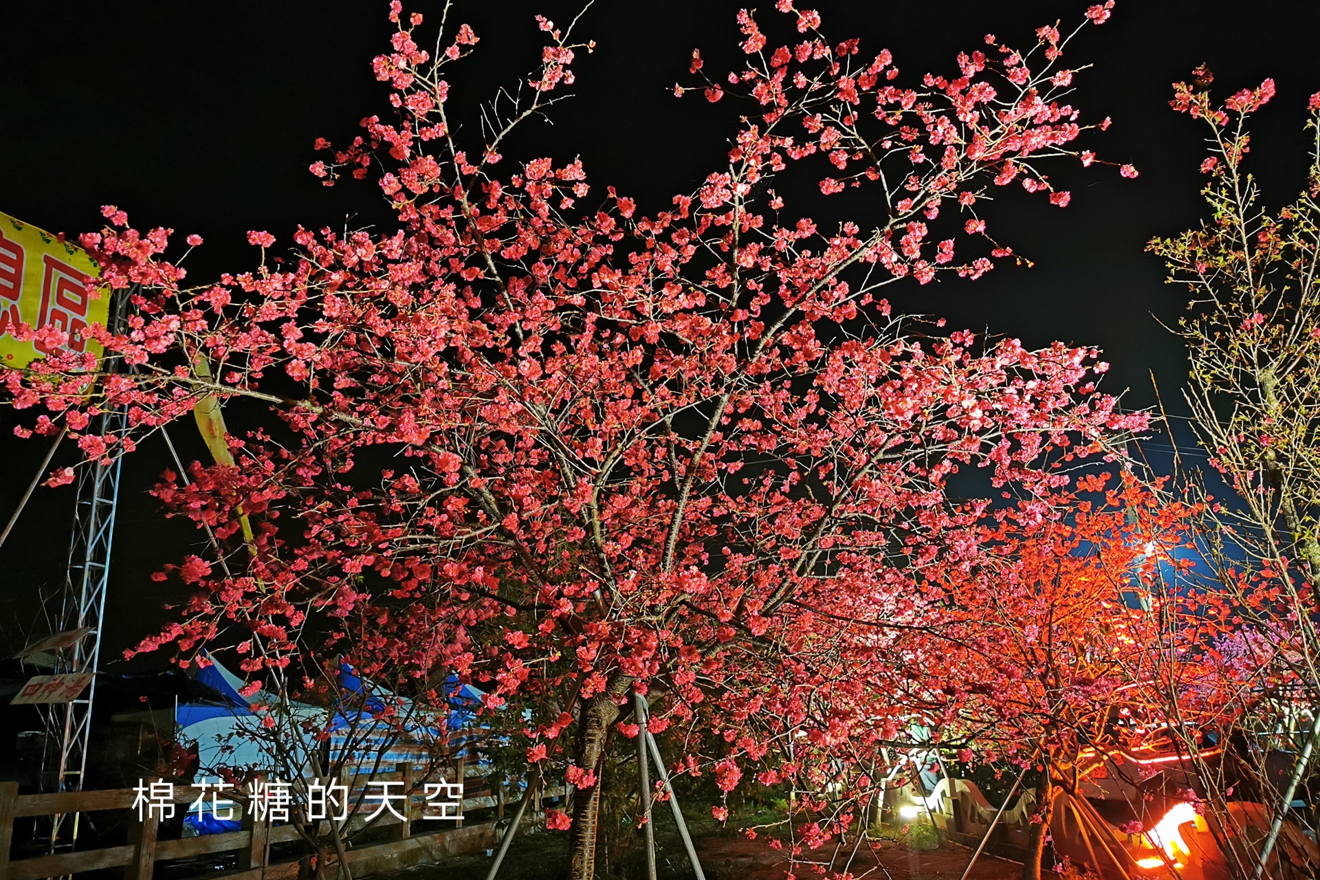 台中櫻花這裡不能錯過！泰安派出所夜櫻更美更浪漫～滿開中