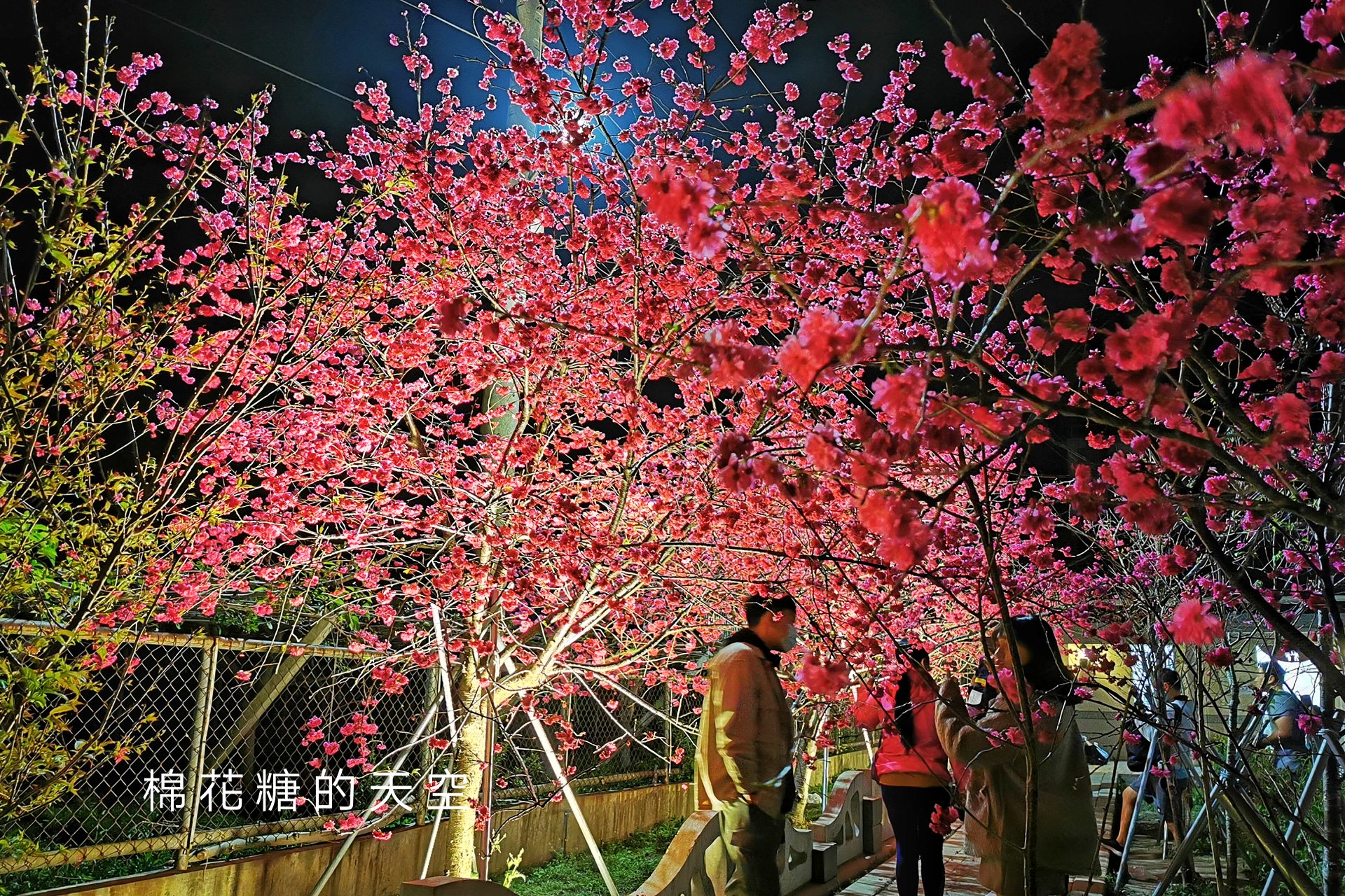 台中櫻花這裡不能錯過！泰安派出所夜櫻更美更浪漫～滿開中