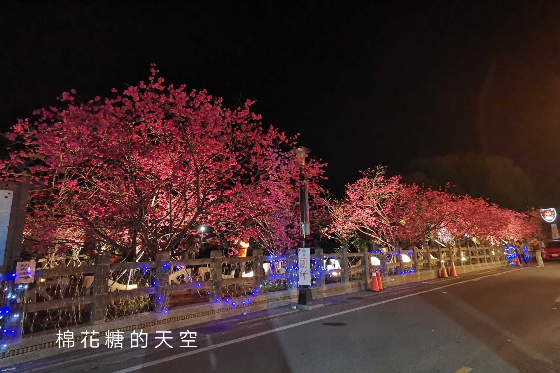 台中櫻花這裡不能錯過！泰安派出所夜櫻更美更浪漫～滿開中