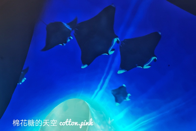 台中也有海洋公園?!台中國家歌劇院最新“光之曲幕”免費進場～看極光免出國！