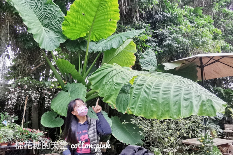 台中新社隱藏咖啡廳-右之界森林系咖啡被滿滿植物包圍，沒有地標不好找～