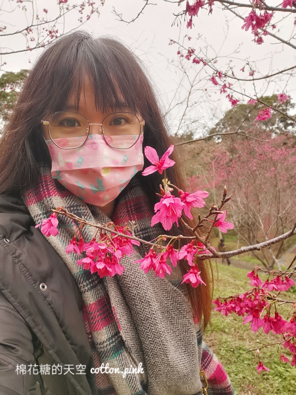 台中東勢林場不只可以賞櫻、看螢火蟲還可以泡溫泉喔！一站滿足三種需求