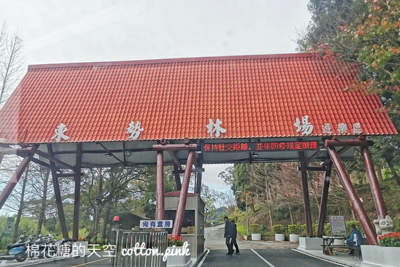 台中東勢林場不只可以賞櫻、看螢火蟲還可以泡溫泉喔！一站滿足三種需求