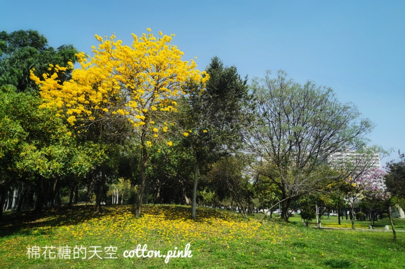 台中黃金風鈴木新平公園盛開超美的，網路介紹文章不多～快來拍一波