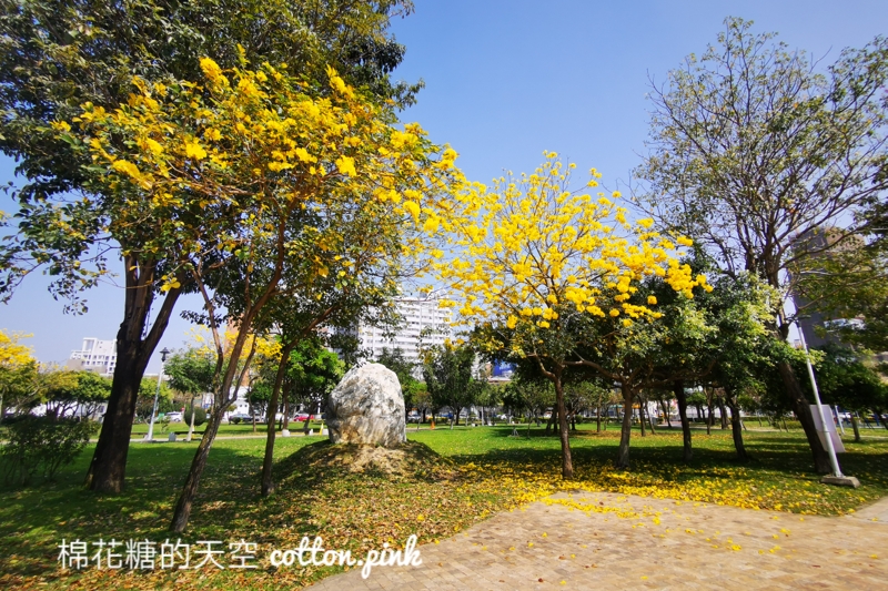 台中黃金風鈴木新平公園盛開超美的，網路介紹文章不多～快來拍一波