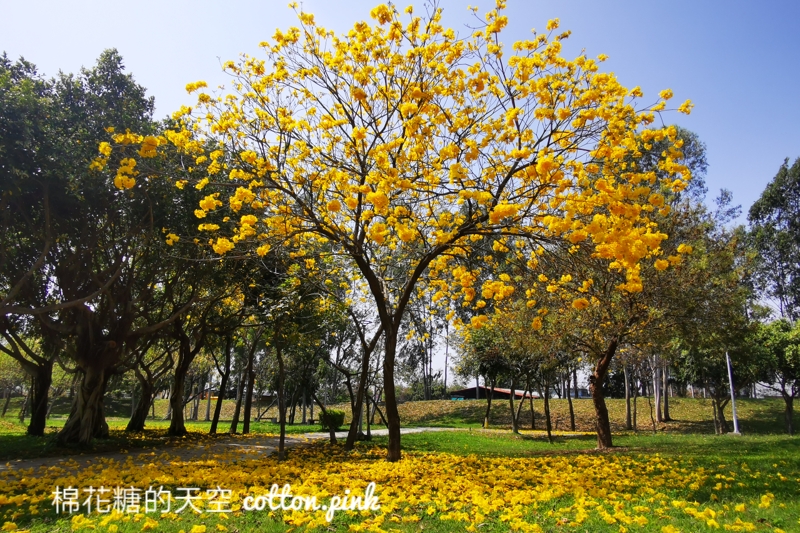 台中黃金風鈴木新平公園盛開超美的，網路介紹文章不多～快來拍一波