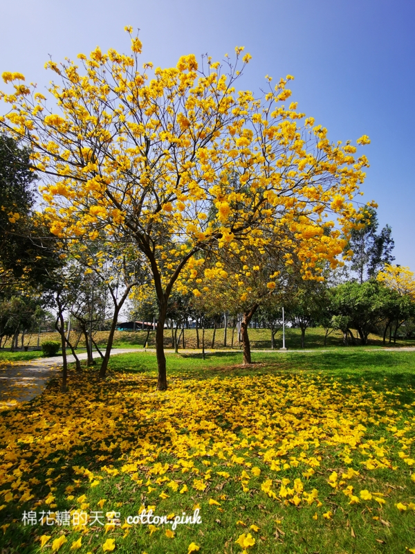 台中黃金風鈴木新平公園盛開超美的，網路介紹文章不多～快來拍一波