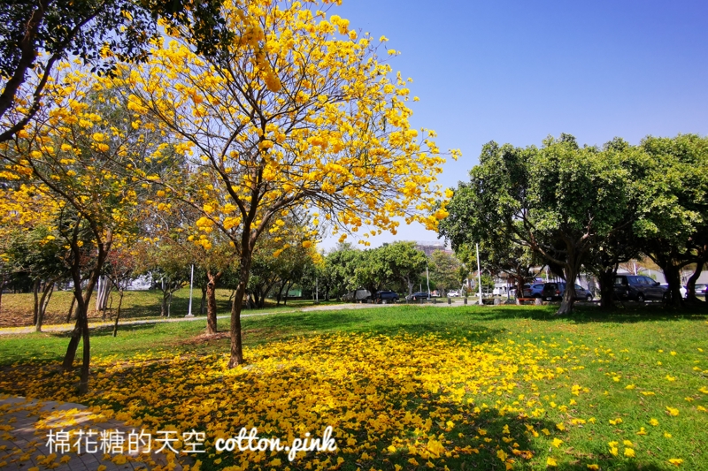 台中黃金風鈴木新平公園盛開超美的，網路介紹文章不多～快來拍一波