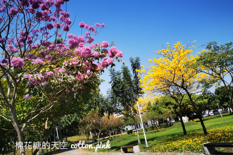 台中黃金風鈴木新平公園盛開超美的，網路介紹文章不多～快來拍一波