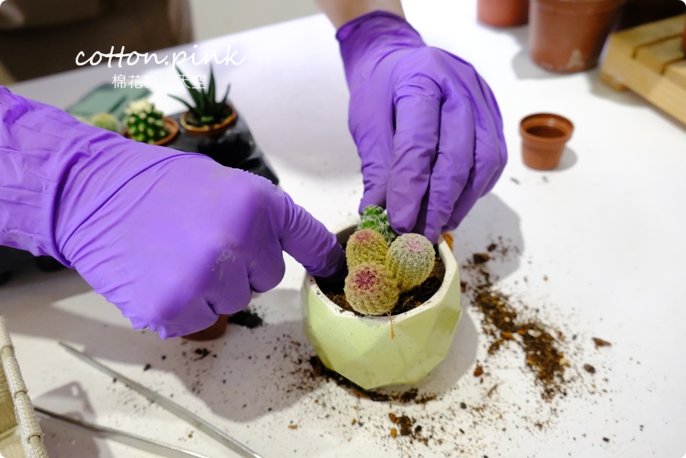 台中送禮好選擇！丸子植物工作室客製化多肉盆栽超療癒！
