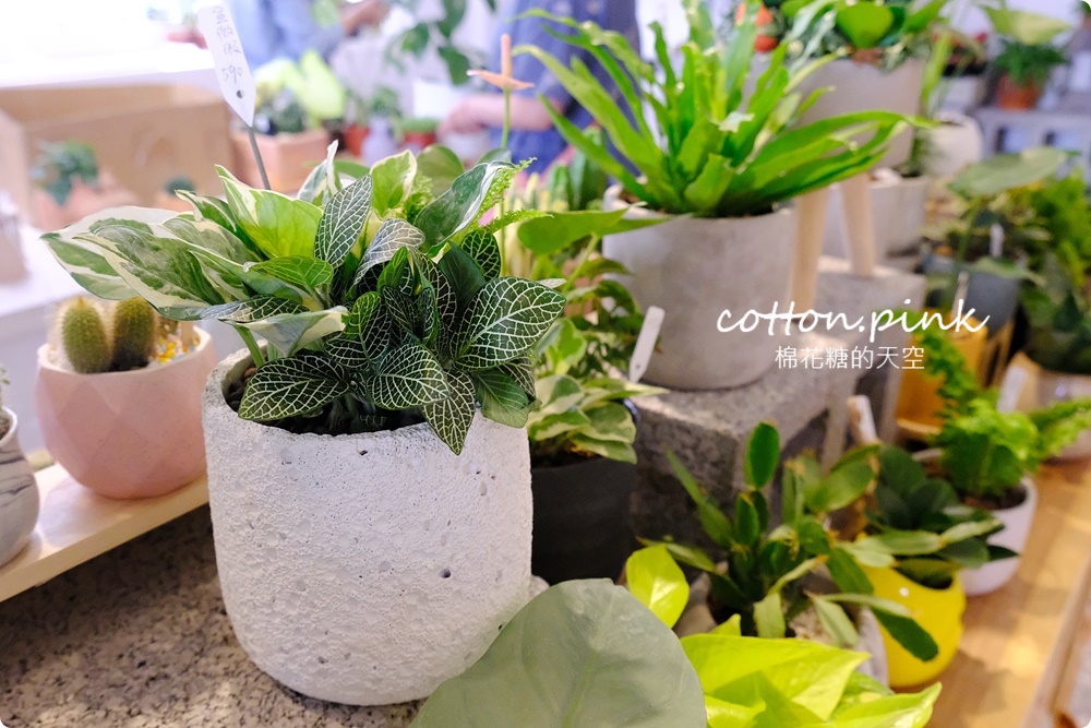 丸子植物工作室