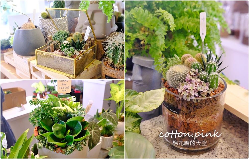 丸子植物工作室